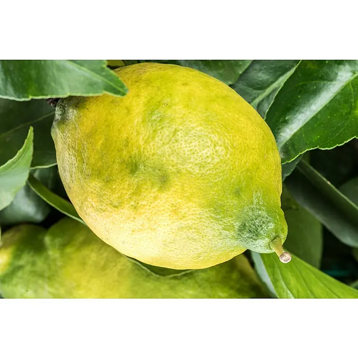 Piardino Zitronenbaum - Citrus limon, Topfgröße: 35 cm, Aktuelle Wuchshöhe: 140 cm - 160 cm - Nahaufnahme einer gelben Zitrone am Baum, umgeben von grünen Blättern. Die Zitrone ist reif und saftig, bereit für die Ernte.