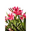 Nerium oleander 40