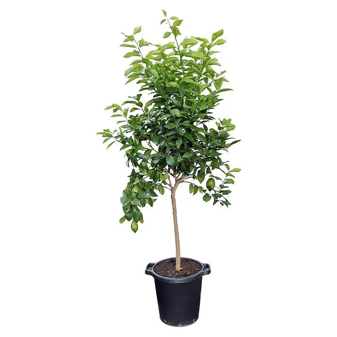 Piardino Zitronenbaum - Citrus limon, Topfgröße: 35 cm, Aktuelle Wuchshöhe: 140 cm - 160 cm - Kompakter Calamondin-Baum im Topf, mit üppigem Grün und kleinen, unreifen Früchten, ideal für sonnige Standorte.