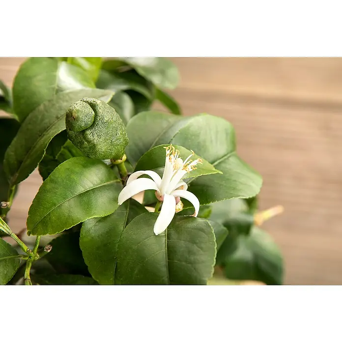 Piardino Zitronenbaum - Citrus limon, Topfgröße: 35 cm, Aktuelle Wuchshöhe: 140 cm - 160 cm - Nahaufnahme einer Zitrone im Wachstum mit einer weißen Blüte, die die Schönheit und den natürlichen Charme des Zitronenbaums hervorhebt.