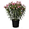 Nerium oleander 40