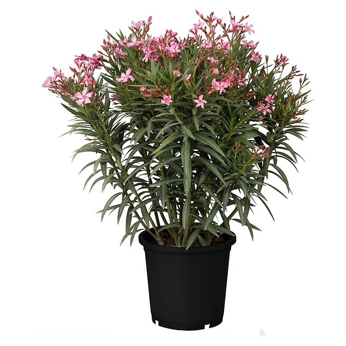 Nerium oleander 40