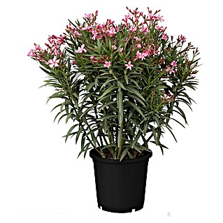 Piardino Oleander (Nerium oleander, Sortenabhängig)