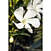 Nerium oleander 40