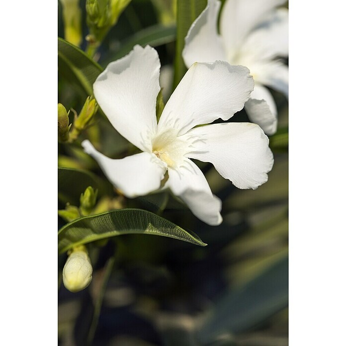 Nerium oleander 40