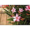 Nerium oleander 40