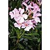 Nerium oleander 40