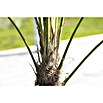 Chamaerops excelsa 44  Stamm