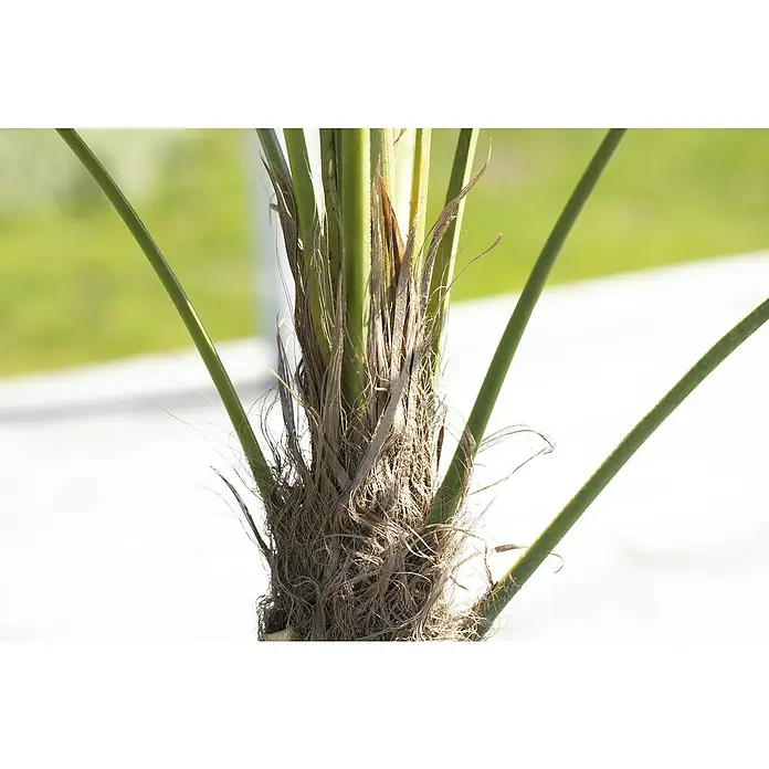 Piardino Hanfpalme - Trachycarpus fortunei, Topfgröße: 40 cm, Aktuelle Wuchshöhe: 180 cm - 200 cm - Nahaufnahme einer Palme mit einem faserigen Stamm, der Textur und natürliche Schönheit zeigt. Perfekt, um jedem Raum einen tropischen Touch zu verleihen.