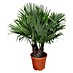 Piardino Hanfpalme 