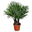 Chamaerops excelsa 44  Stamm