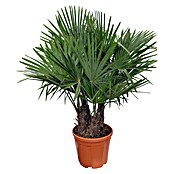 Piardino Hanfpalme (Trachycarpus fortunei, Topfgröße: 55 cm) | BAUHAUS