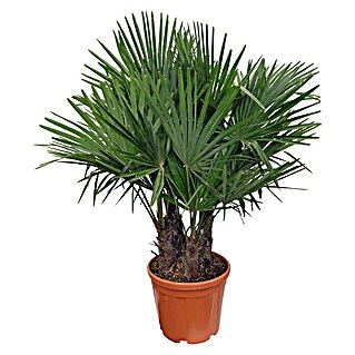 Piardino Hanfpalme (Trachycarpus fortunei, Topfgröße: 35 cm)