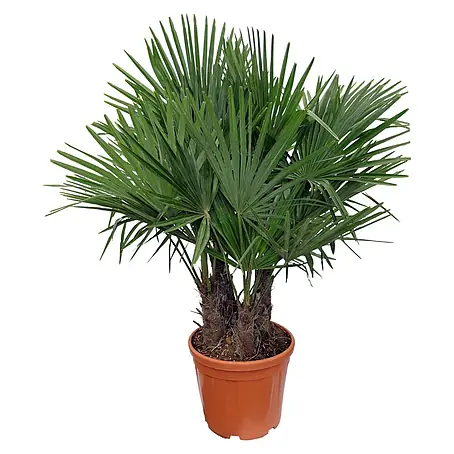 Piardino  Hanfpalme mit 2 Stämmen