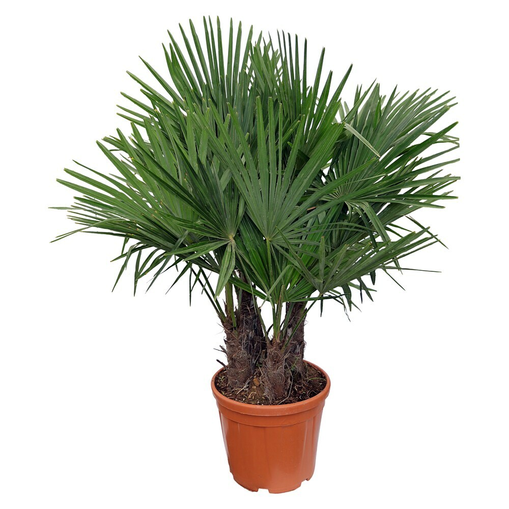 Piardino Hanfpalme mit 2 Stmmen - Trachycarpus fortunei, Topfgre: 35 cm  online kaufen bei BAUHAUS