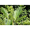 Chamaerops excelsa 44  Stamm