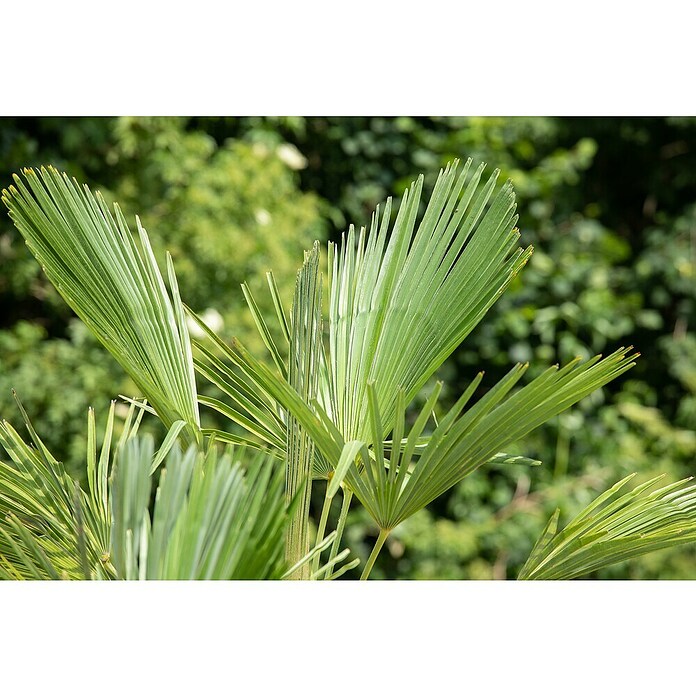 Chamaerops excelsa 44  Stamm