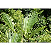 Piardino Hanfpalme (Trachycarpus fortunei, Topfgröße: 55 cm) | BAUHAUS