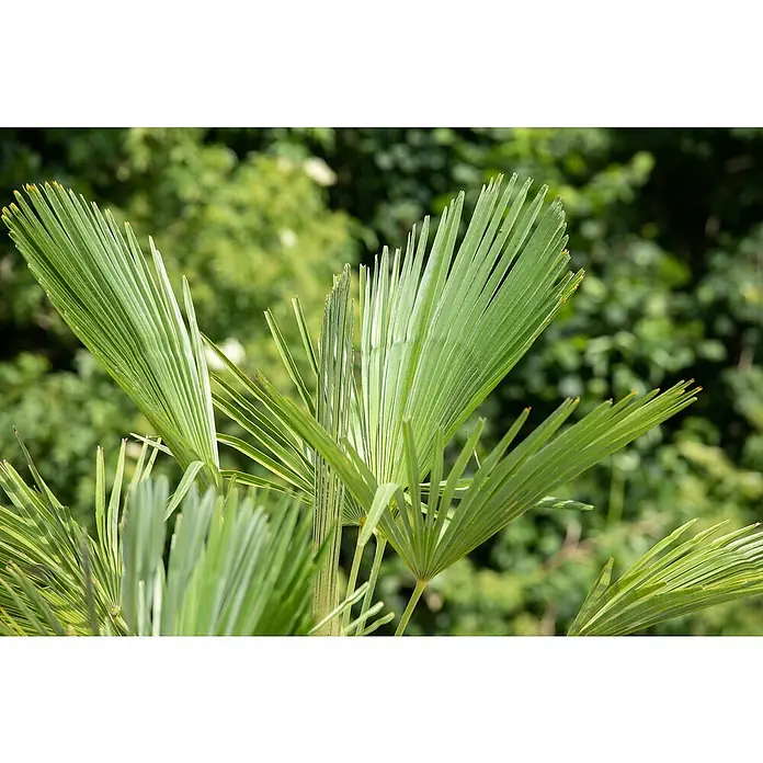 Piardino Hanfpalme mit 2 Stämmen - Trachycarpus fortunei, Topfgröße: 35 cm - Nahaufnahme grüner Fächerpalmenblätter, die die filigrane Struktur und natürliche Schönheit der Pflanze hervorheben.