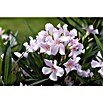 Nerium oleander 40