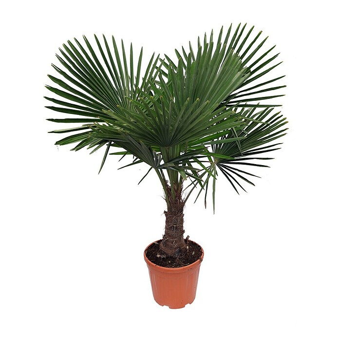 Piardino Hanfpalme (Topfgröße: 26 cm)