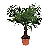 Piardino Hanfpalme (Topfgröße: 26 cm)