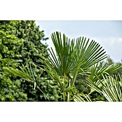 Piardino Hanfpalme (Trachycarpus fortunei, Topfgröße: 26 cm)