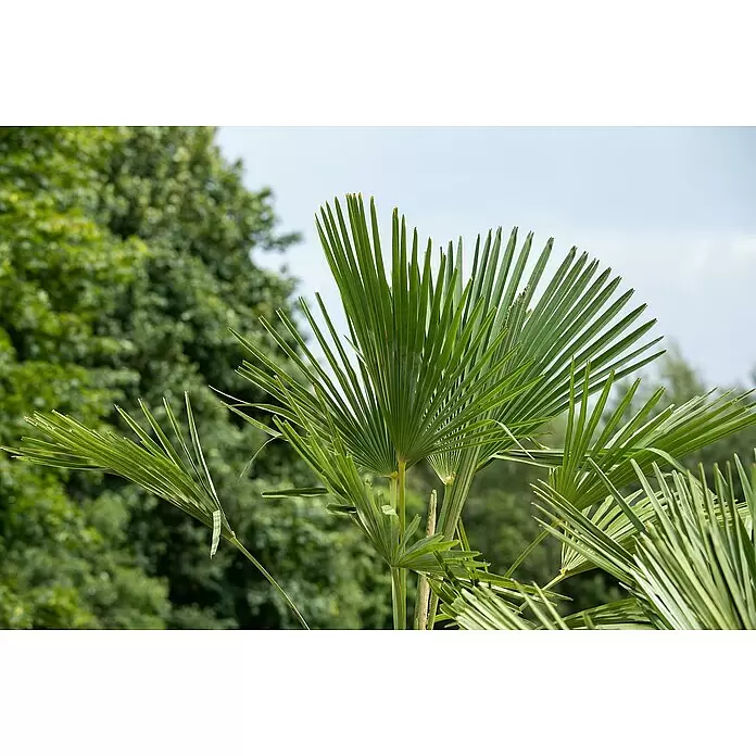 Piardino Hanfpalme - Trachycarpus fortunei, Topfgröße: 40 cm, Aktuelle Wuchshöhe: 180 cm - 200 cm - Helle grüne Palmwedel.