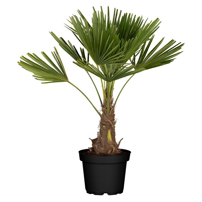 Hanfpalme (Trachycarpus fortunei, 45 l, Aktuelle Wuchshöhe: 200 cm - 220 cm) | BAUHAUS