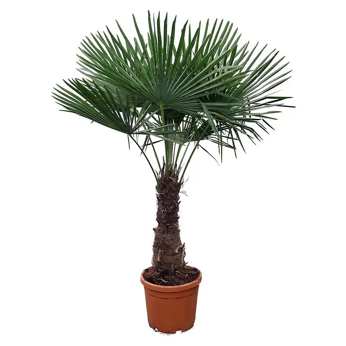 Piardino Hanfpalme - Trachycarpus fortunei, Topfgröße: 40 cm, Aktuelle Wuchshöhe: 180 cm - 200 cm - Die Zwergpalme in einem Topf ist ein dekorativer Blickfang, der jedem Raum einen Hauch von tropischem Flair verleiht.