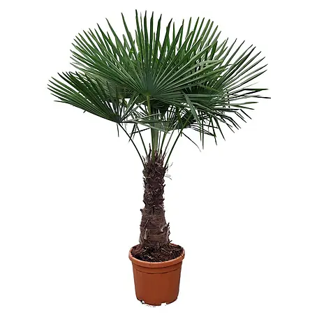 erde für monstera pflanze Monstera Erde 10 L