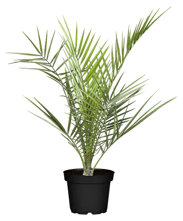 monstera ableger aus blatt Monstera Adansonii | Monstera Ableger main image 0