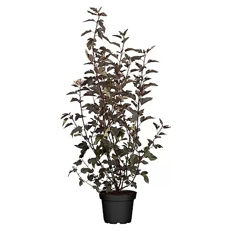 Piardino  Blasenspiere Fasanenspiere 'Summer Wine'®
