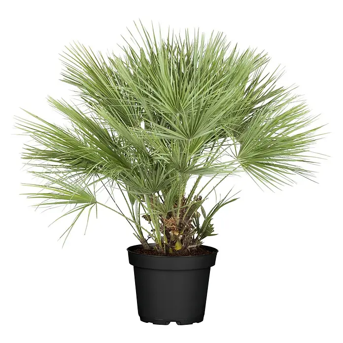 Piardino Zwergpalme - Chamaerops humilis, Topfgröße: 22 cm - Zimmerpflanze: Eine elegante Zwergpalme in einem schwarzen Topf, die ein exotisches Flair in jeden Raum bringt.