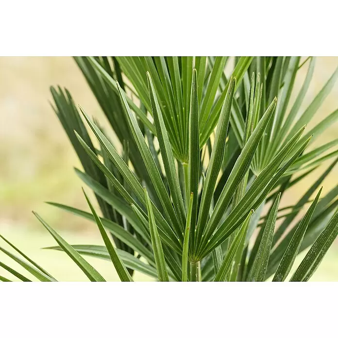 Piardino Zwergpalme - Chamaerops humilis, Topfgröße: 22 cm - Nahaufnahme von leuchtend grünen Palmblättern mit spitzen Wedeln und sichtbarer Textur.