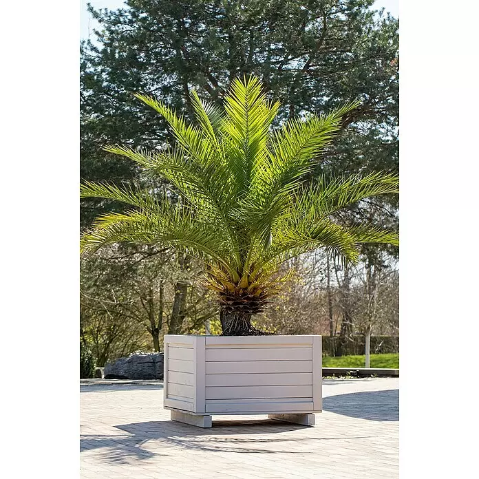 Piardino Dattelpalme - Phoenix canariensis, Topfgröße: 22 cm - Weißer Holzpflanzkübel mit einer Palme auf einem gepflasterten Außenbereich.