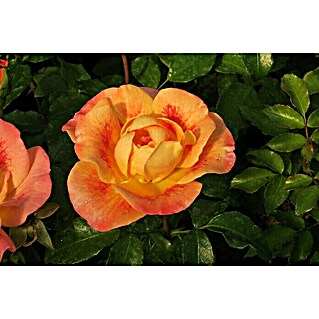 Beetrose (Rosa 'Airbrush'  -R-, Orangerot)