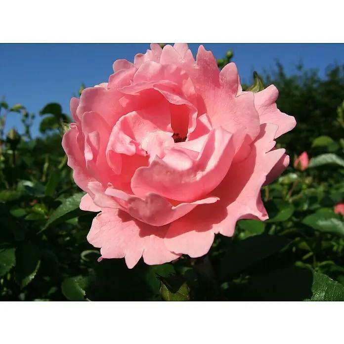 Bodendeckerrose - Rosa 'Sommerwind' -R-, Topfvolumen: 4,5 l, Rosa - Nahaufnahme einer zarten, rosa Rose mit weichen Blütenblättern, umgeben von üppigem Grün unter einem strahlend blauen Himmel.