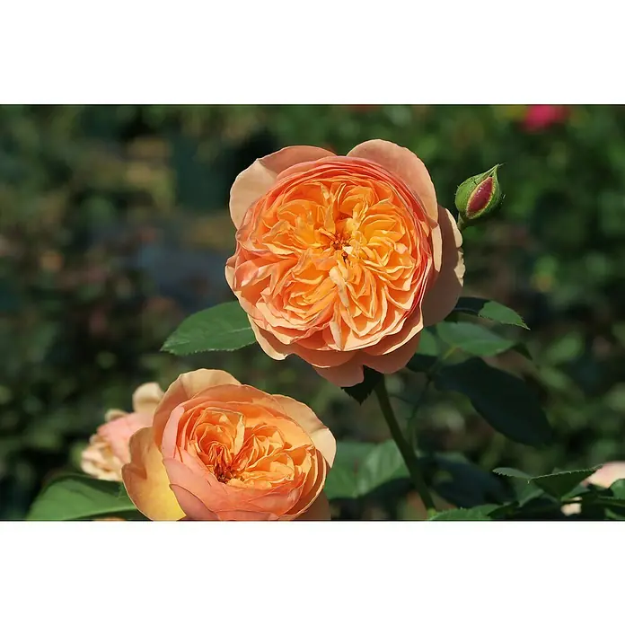 Strauchrose - Rosa 'Eveline Wild ' -TM-, Topfvolumen: 4,5 l, Orange - Nahaufnahme von zwei üppigen, orangefarbenen Rosenblüten mit vielen Blütenblättern und einem grünen Rosenknospe vor unscharfem Hintergrund.