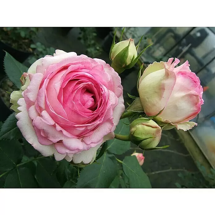 Kletterrose - Rosa 'Eden Rose '85' -R-, Kräftig Rosa - Detailaufnahme