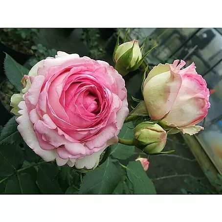 Kletterrose