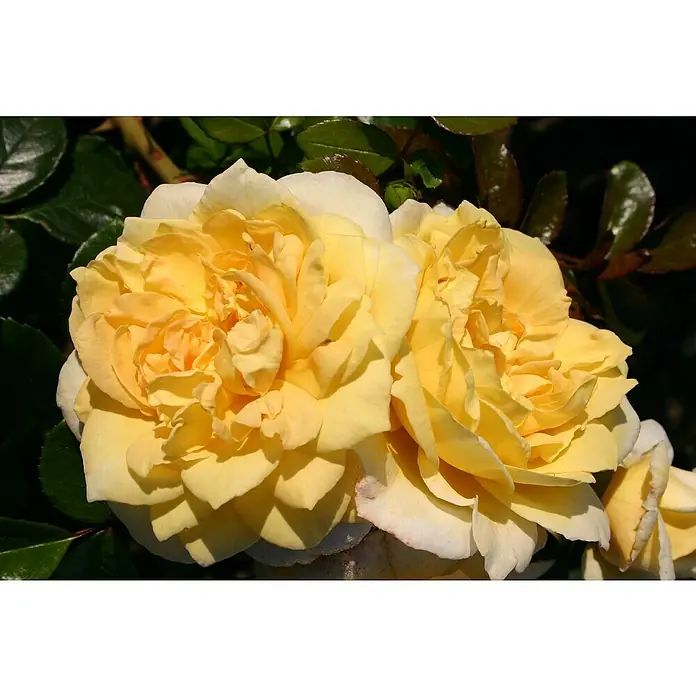 Beetrose - Rosa 'Sunstar' -R-, Gelb - Nahaufnahme von zwei üppigen, gelben Rosenblüten mit dichten Blütenblättern und dunkelgrünem Laub im Hintergrund.
