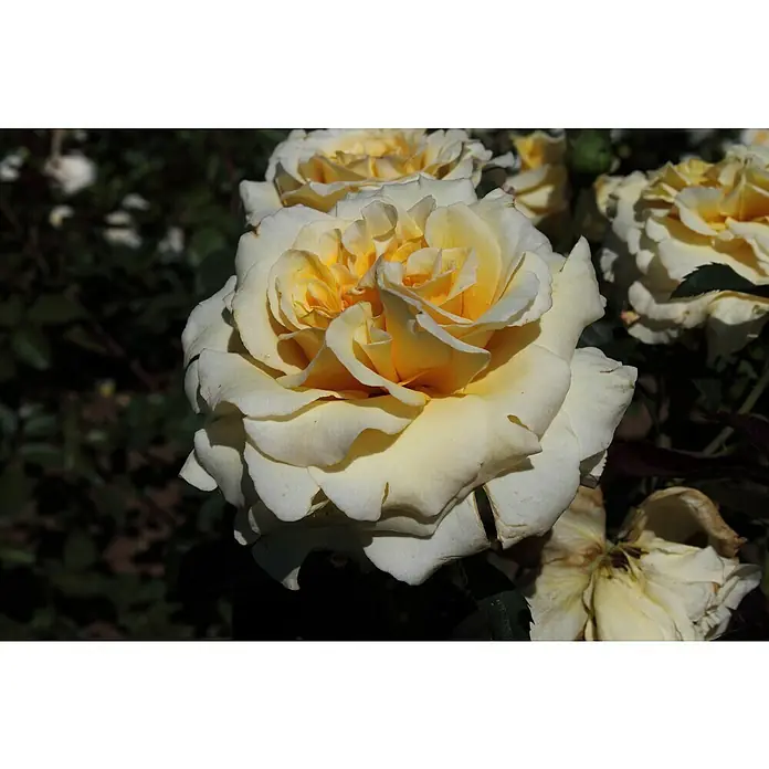 Edelrose - Rosa 'Sunny Sky' ® ADR, Gelb - Eine Nahaufnahme einer bezaubernden Rose mit cremefarbenen Blütenblättern und einem gelben Zentrum, die Eleganz und Schönheit ausstrahlt.