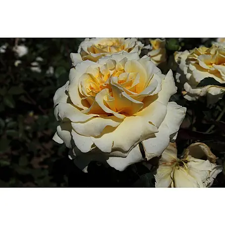 Edelrose