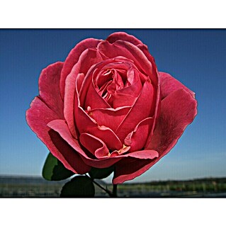 Edelrose (Rosa 'Elbflorenz', Dunkelrosa)