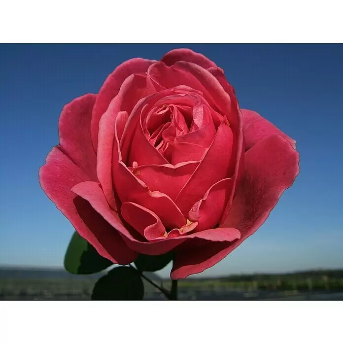 Edelrose - Rosa 'Elbflorenz' ADR, Dunkelrosa - Detailaufnahme