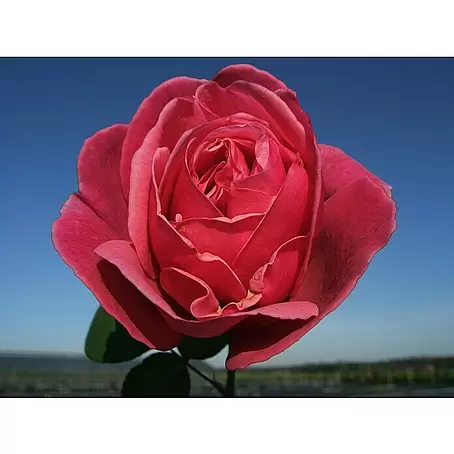 Edelrose