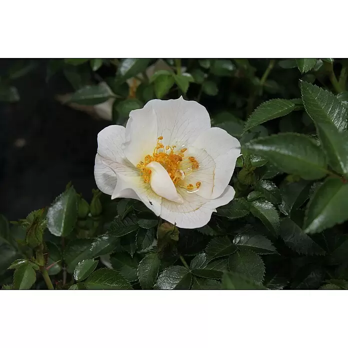 Minirose - Rosa 'Sonnenröschen' - Eine weiße Rose in voller Blüte mit leuchtend gelber Mitte, zarten Adern und Wassertropfen auf den Blütenblättern.