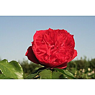 Strauchrose (Rosa 'Elbjuwel'  -R-, Topfvolumen: 5,5 l, Rot)