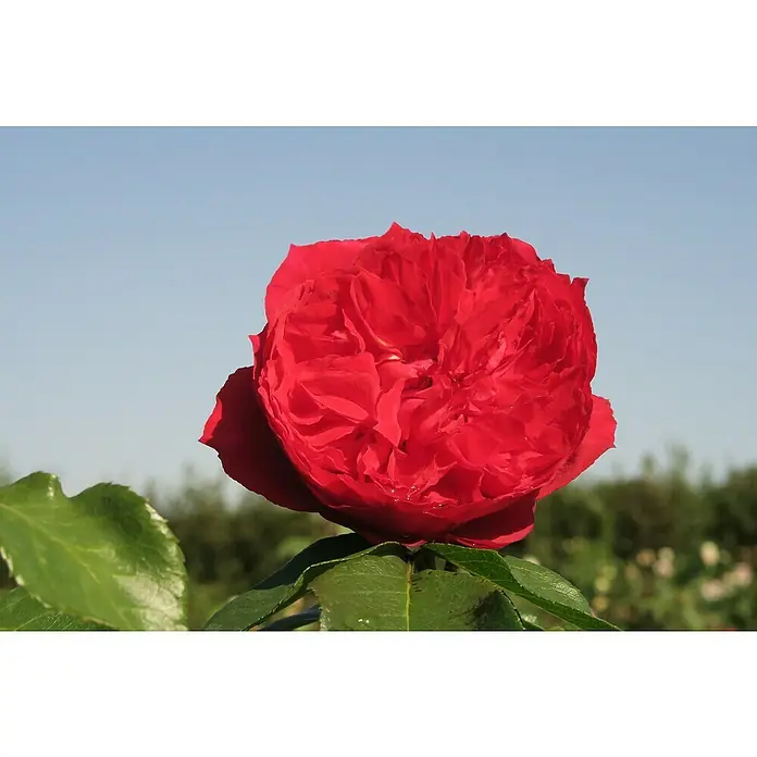 Strauchrose - Rosa 'Elbjuwel' -R-, Topfvolumen: 5,5 l, Rot - Nahaufnahme einer leuchtend roten Rose mit dicht gefüllten Blütenblättern und grünen Blättern vor einem klaren, hellblauen Himmel.